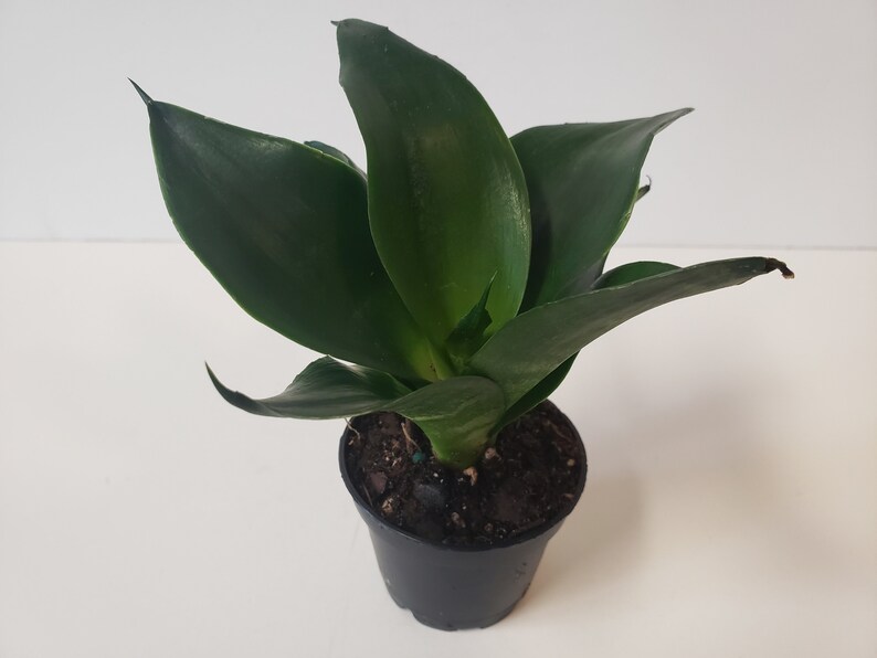 Dwarf Sansevieria Black Jade Drought Tolerant Easy Care | Etsy