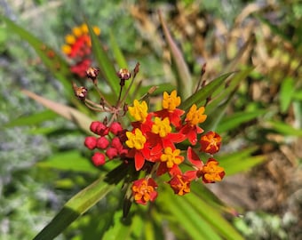 50 Seeds - Asclepias curassavica 'Blood Flower' Tropical Milkweed Hardiness Zones 8b-11