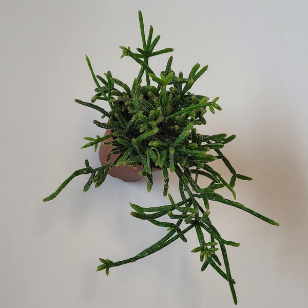 Live Plant - Rhipsalis heteroclada 'Mistletoe Cactus' Square Stemmed Epiphyte