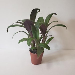 Live Plant - Tradescantia spathacea Oyster Plant Boat Lily Moses in a Cradle succulent