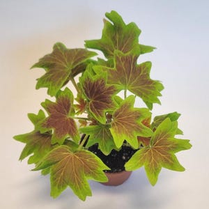May include: A potted plant with vibrant green and burgundy leaves. The leaves have a unique star-like shape and are arranged in a circular pattern. The plant is in a small, brown pot, set against a white background. The plant appears healthy and well-cared for.
