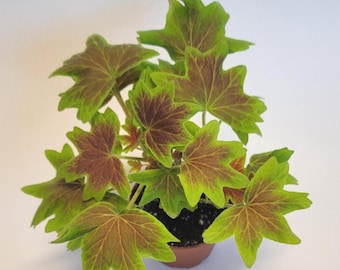May include: A potted plant with vibrant green and burgundy leaves. The leaves have a unique star-like shape and are arranged in a circular pattern. The plant is in a small, brown pot, set against a white background. The plant appears healthy and well-cared for.