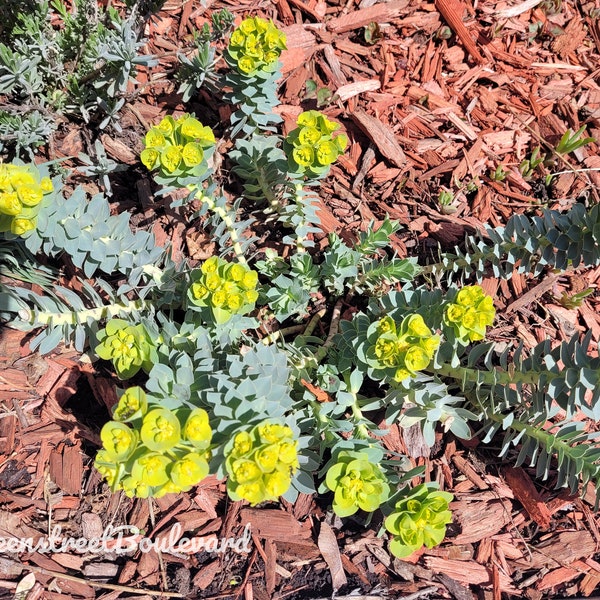 20 Seeds - Euphorbia myrsinites 'Donkeytail Spurge' Perennial Groundcover Hardiness Zones 5-9