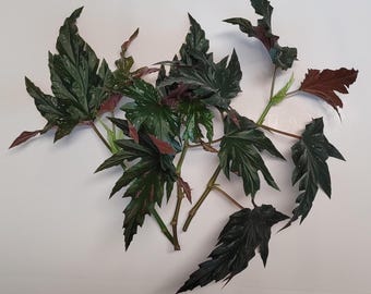 Live Cuttings - Begonia 'Sophie Cecile' (3) Large Angel Wing Cane Cuts