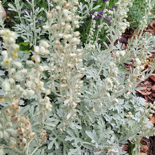 50 Seeds - Artemisia stelleriana 'Beach Wormwood/Silver Brocade' Perennial in zones 3 - 9