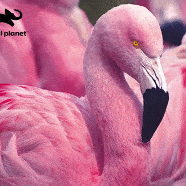 Pink Flamingo Super 3D Puzzle 63 Pieces Animal Planet