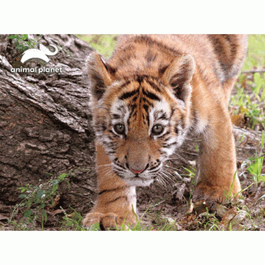 TIGER PRIME Super 3D Puzzle 63 Pieces Animal Planet - Etsy New Zealand TIGER PRIME Super 3D Puzzle 63 Pieces Animal Planet - Etsy New Zealand