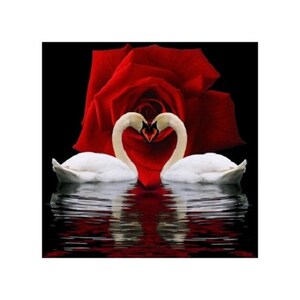May include: Two white swans with their necks intertwined in a heart shape, reflected in a still body of water, with a large red rose in the background.