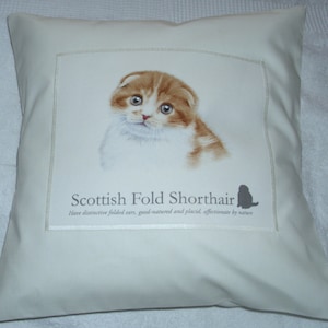 Scottish Fold Shorthair kitten cushion pillow