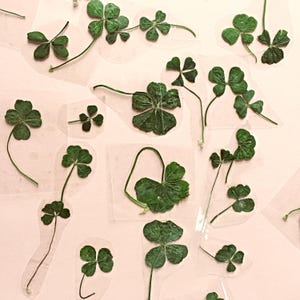 May include: An assortment of pressed green clovers, some with four leaves, are arranged on a light pink surface. The clovers are affixed with clear tape, showcasing their natural details and textures.