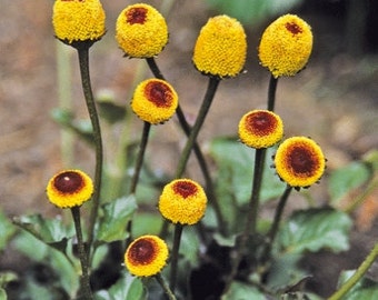 Eye Ball plant, Toothache Plant, Acmella Oleracea seeds 0,1 g