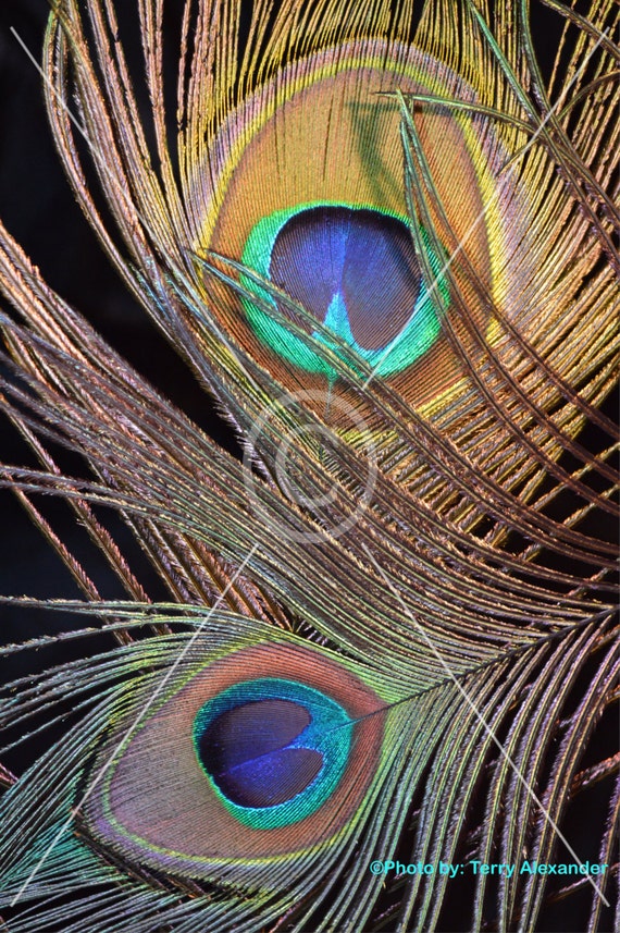 Peacock Feather Photography Peacock Feather Photo Fine Art | Etsy