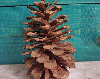 May include: A large, brown pine cone with a textured surface. The cone is closed and has many scales.