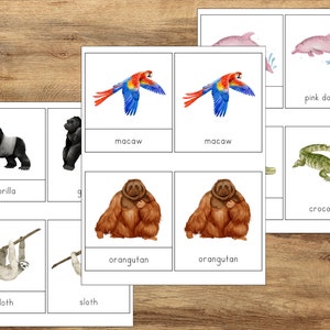 Carte in 3 parti della fauna selvatica della giungla, Apprendimento della scuola materna PreK, Risorse di apprendimento, Attività Montessori, Carte del vocabolario della giungla, Flashcard della giungla