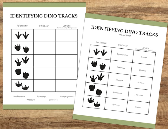 Dinosaur Footprint ID Cards, Dinosaur Activity, Kid Paleontology Activity, Dinosaur Educational Activity, Dinosaur Flashcard, Dino Worksheet