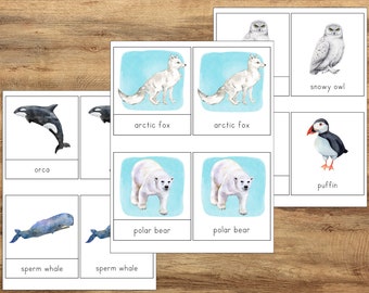 Arctic Tundra Biome Nature and Animal Unit- ABC Flashcards