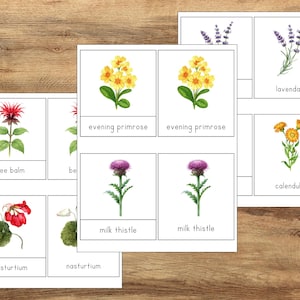 May include: A set of educational flashcards featuring watercolor illustrations of flowers including bee balm, nasturtium, evening primrose, milk thistle, lavender, and calendula, each labeled with its corresponding name in black text.