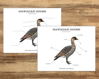 Nēnē (Hawaiian Goose) Unit Study, Wildlife of Hawaii, Hawaiian Resources, Learn Hawaiian, Goose Anatomy and Lifecycle, Hawaiian Worksheets