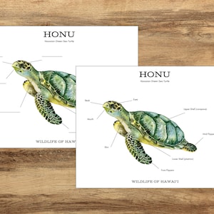 Honu (Hawaiiaanse zeeschildpad) Unit Study, Wildlife of Hawaii, Hawaiian Resource, Learn Hawaiian, Turtle Anatomy + Lifecycle, Hawaiiaans werkblad