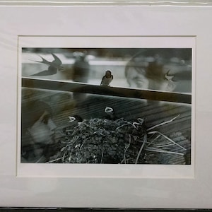 Fine Art Print on Paper - Swallows, Between the Acts