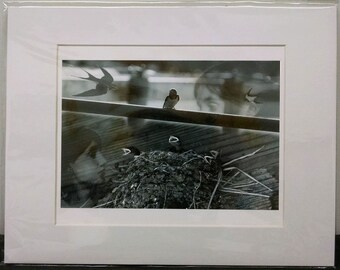 Fine Art Print on Paper - Swallows, Between the Acts