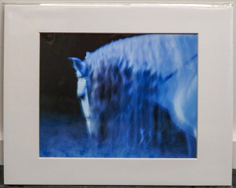 Fine Art Print on Paper - Blue Horse