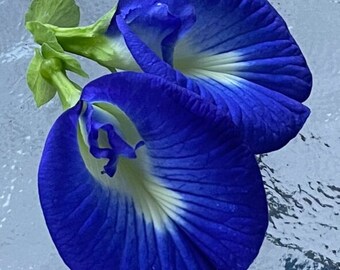 Blue Butterfly Pea Flower Seeds