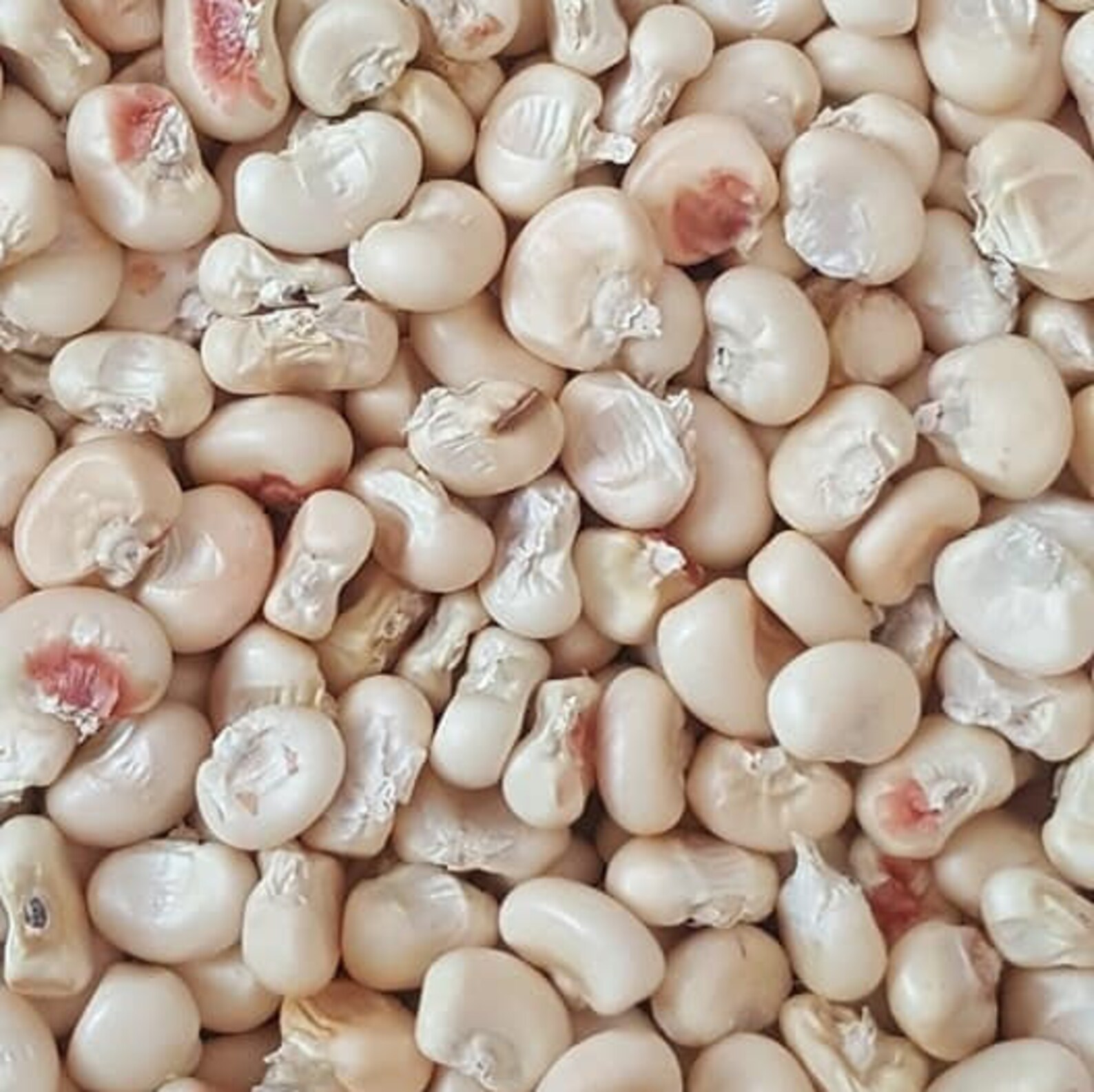 Flour Corn Seeds Indian Corn Seeds Tuscarora White Corn Iroquois White