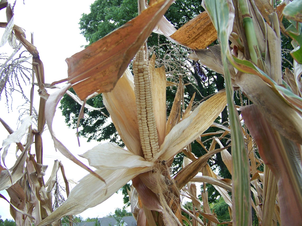 Flour Corn Seeds Indian Corn Seeds Tuscarora White Corn Iroquois White