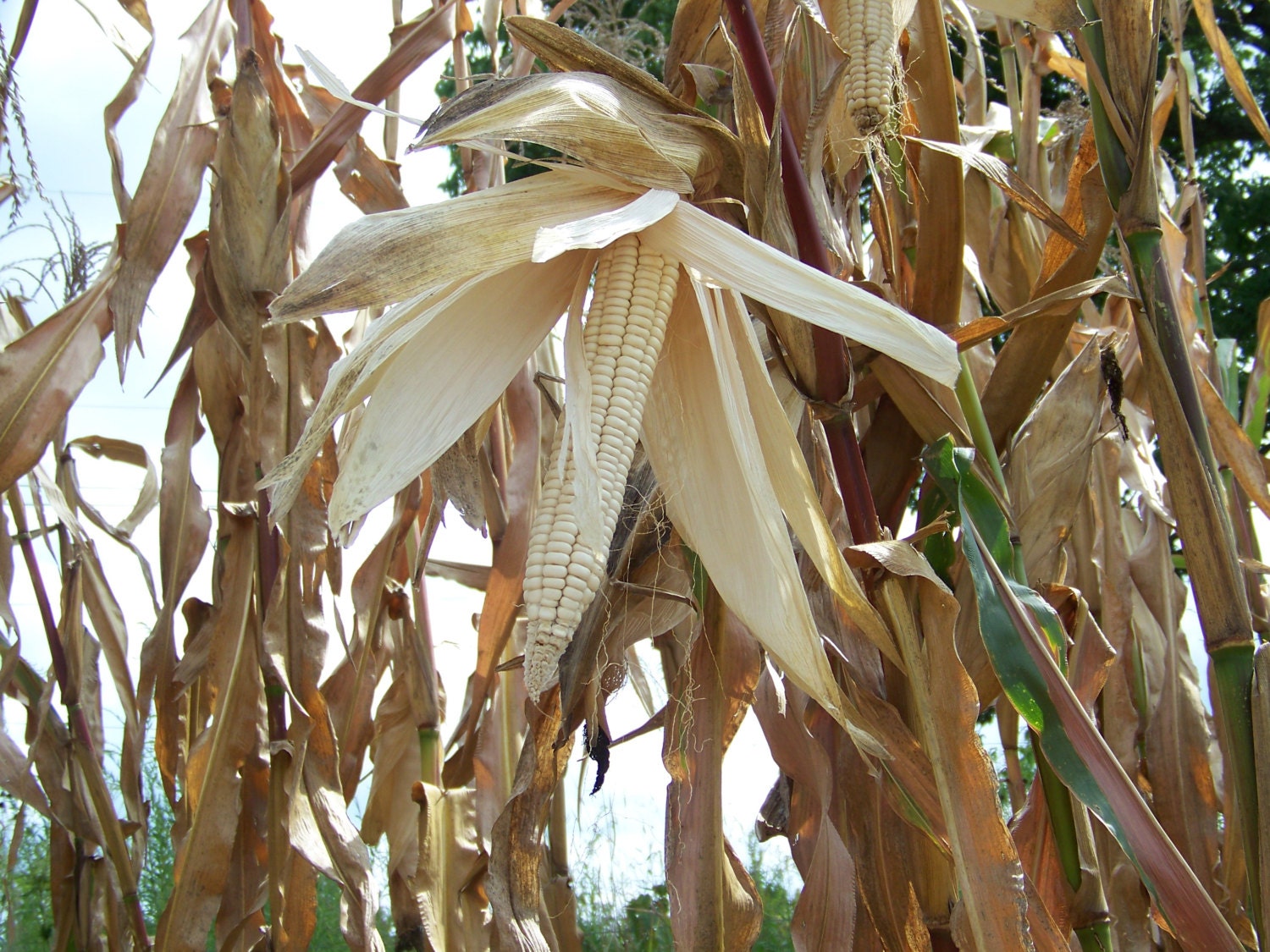 Flour Corn Seeds Indian Corn Seeds Tuscarora White Corn Iroquois White