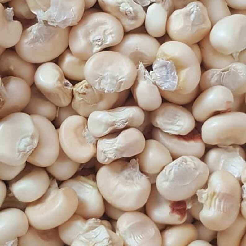 Flour Corn Seeds Indian Corn Seeds Tuscarora White Corn Iroquois White