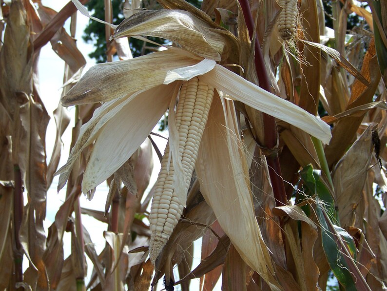 Flour Corn Seeds Indian Corn Seeds Tuscarora White Corn Iroquois White