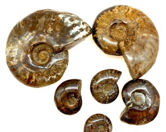 Choice of Fossilized Opal Ammonite Specimens