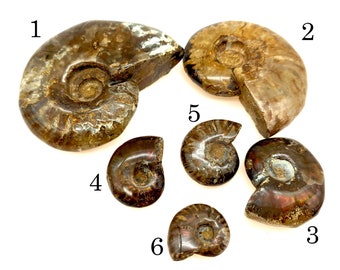 Choice of Fossilized Opal Ammonite Specimens