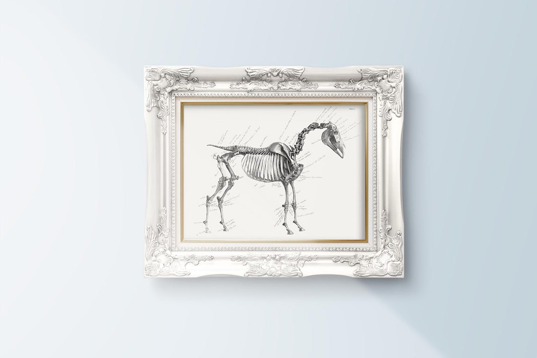 Printable Art Vintage Horse Skeleton Painting Downloadable Prints ...