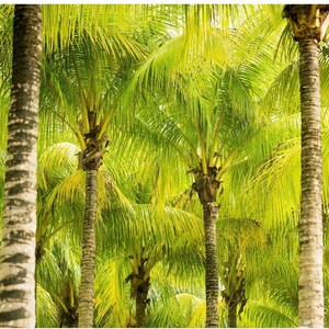 Pu&ograve; includere: Una vista ravvicinata di diverse palme alte con fronde verdi e tronchi marroni. Gli alberi crescono vicini tra loro, creando una fitta chioma di foglie.