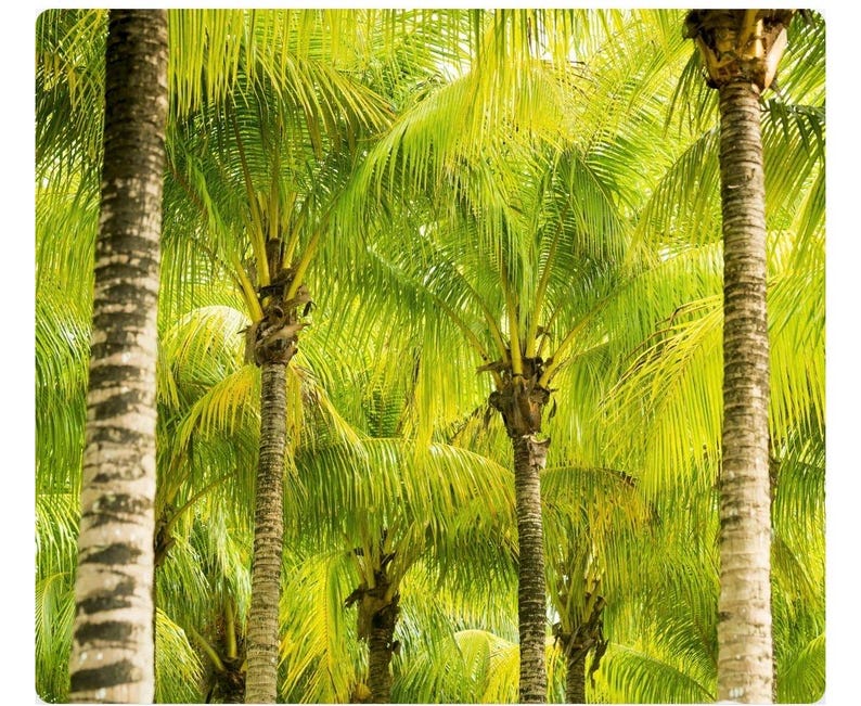 Pu&ograve; includere: Una vista ravvicinata di diverse palme alte con fronde verdi e tronchi marroni. Gli alberi crescono vicini tra loro, creando una fitta chioma di foglie.