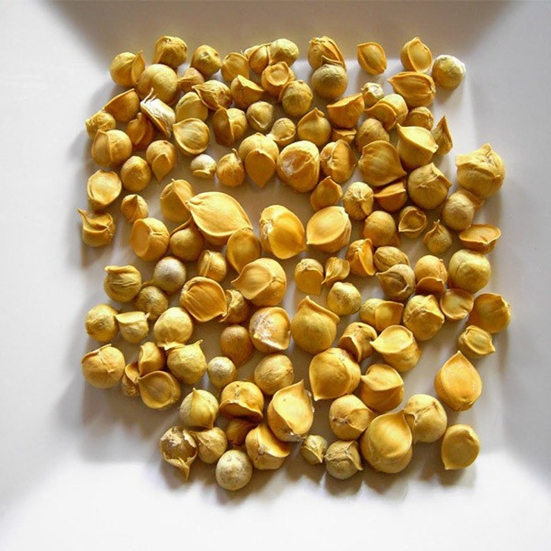 Kashmiri Garlic One Clove Garlic Kashnaturalmir Organic Etsy UK