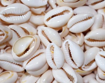 seashells etsy