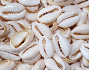 vintage seashells etsy