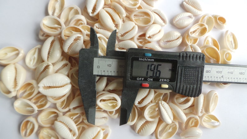 100 kauri muscheln 19mm-20mm++ Lot de 100 Cauris ouverts coup\u00e9s 19mm-20mm++ Slices Cut Open Seashells 19mm-20mm++ 100 pcs Cowrie shells