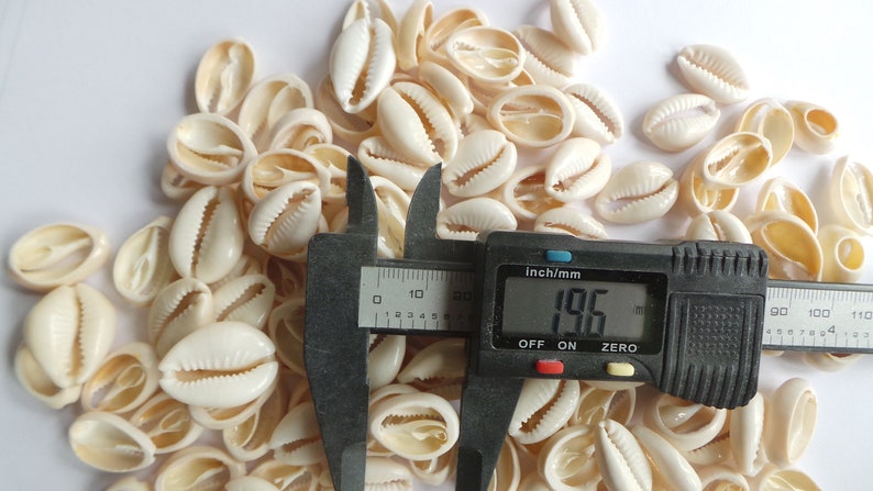 100 kauri muscheln 19mm-20mm++ Lot de 100 Cauris ouverts coup\u00e9s 19mm-20mm++ Slices Cut Open Seashells 19mm-20mm++ 100 pcs Cowrie shells