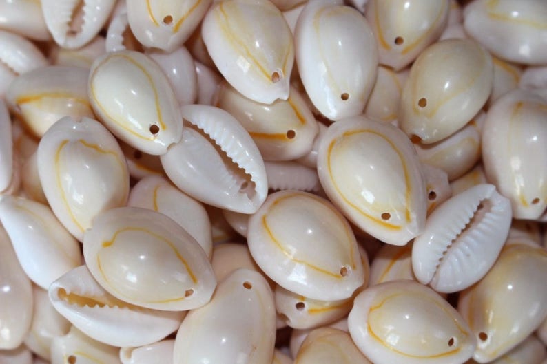 Seashells Cowries Cowry Cauris Coquillages kaurimuscheln 15mm-20mm 300 pcs Drilled Cowrie Shells with 1 hole 15mm-20mm
