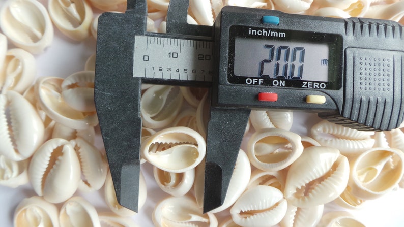 100 kauri muscheln 19mm-20mm++ Lot de 100 Cauris ouverts coup\u00e9s 19mm-20mm++ Slices Cut Open Seashells 19mm-20mm++ 100 pcs Cowrie shells