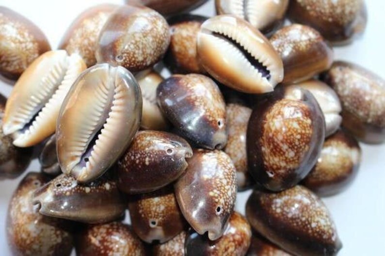 Cauris Coquillages avec 1 trou perc\u00e9 75pcs Brown Shells with 1 hole 20mm-35mm 1 Loch Dunkle Kauri Muscheln mit 1 bohrung