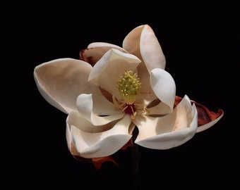 Magnolia Blossom, Fine Art Photography, Wall Art, Floral print