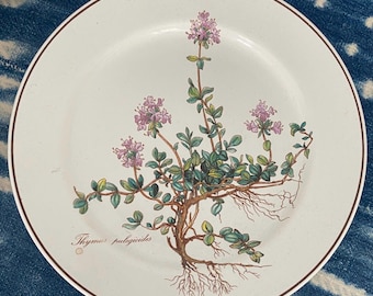 May include: A white ceramic plate with a brown rim features a botanical illustration of a thyme plant with pink flowers and green leaves. The text "Thymus pulegioides" is printed in brown below the plant.