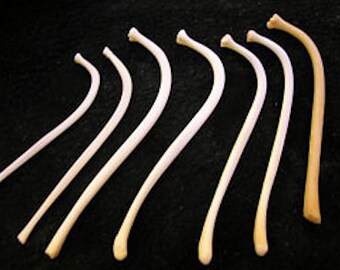 Real Raccoon Penile Baculum Bone Jumbo 4.5-5 ONE Piece
