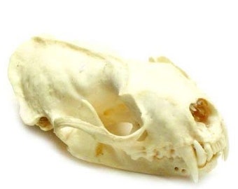 Mink Skull, #1 Quality, Cleaned & Sterilized,Real, Genuine, Natural, Animal Skull