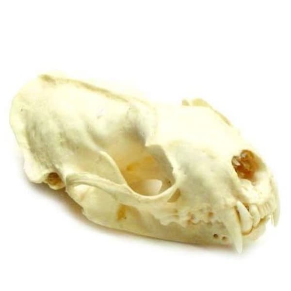 Mink Skull, #1 Quality, Cleaned & Sterilized,Real, Genuine, Natural, Animal Skull